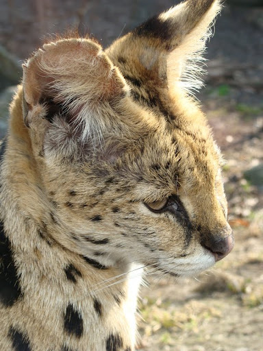 Leptailurus serval