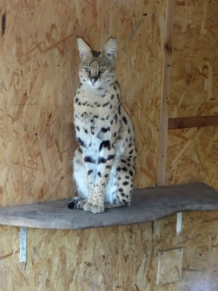 Leptailurus serval