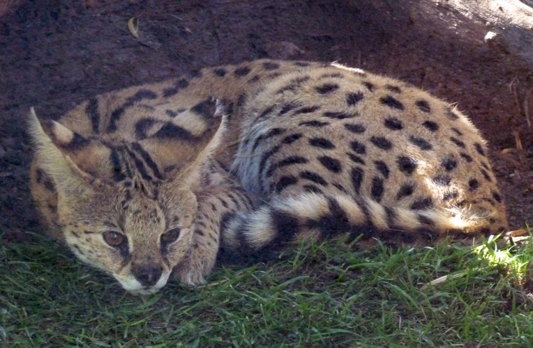 Leptailurus serval