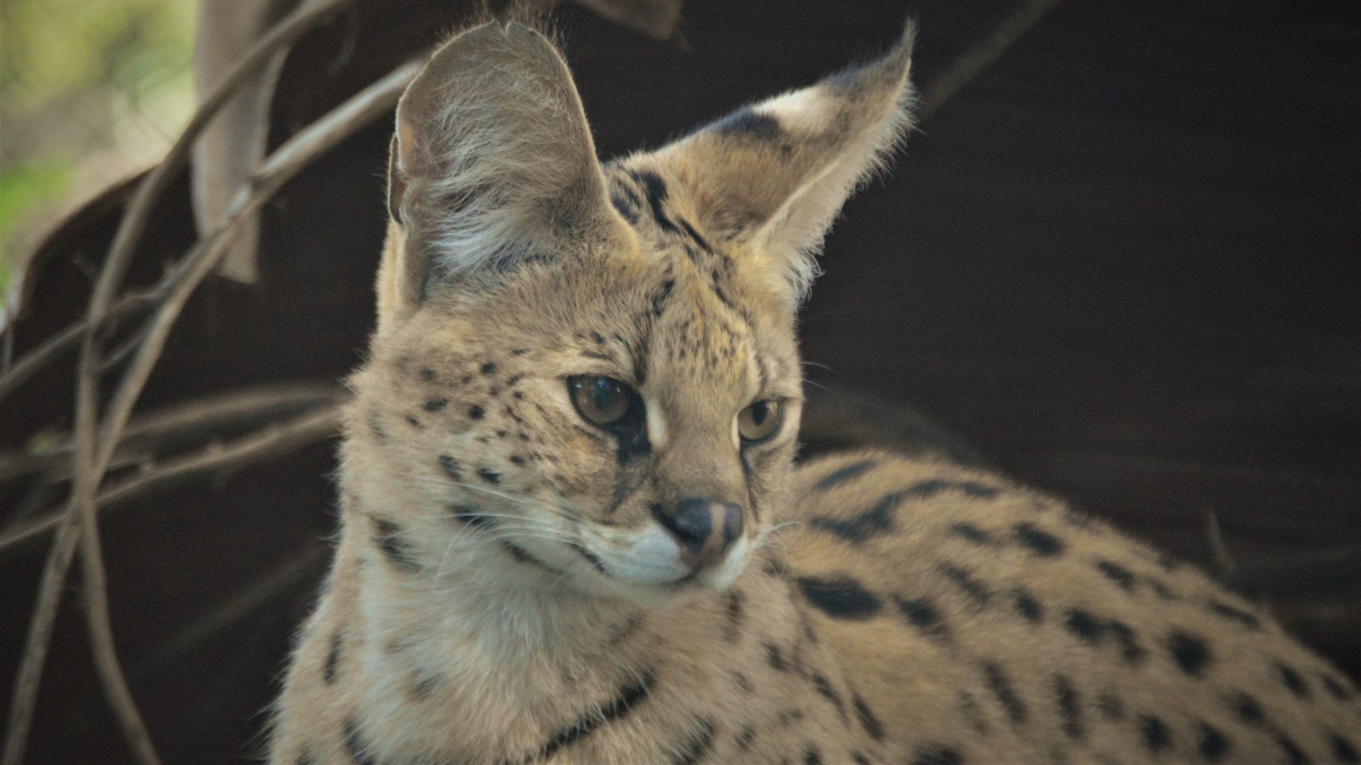 Leptailurus serval