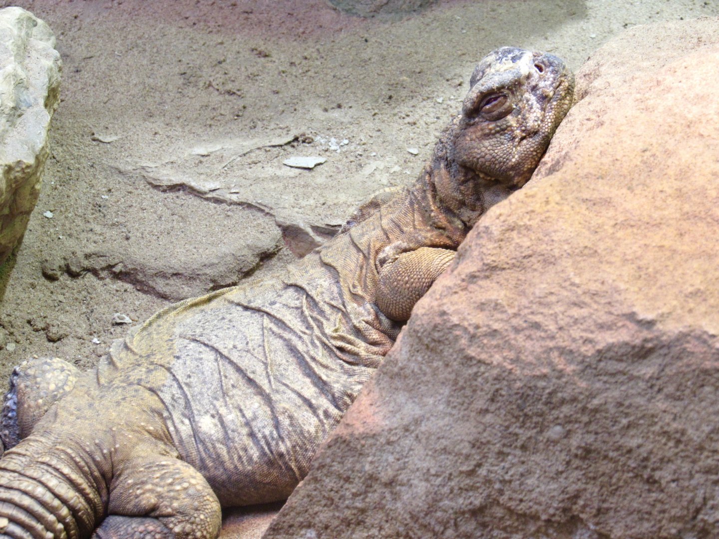 Leptein’s Spiny-Tailed Lizard