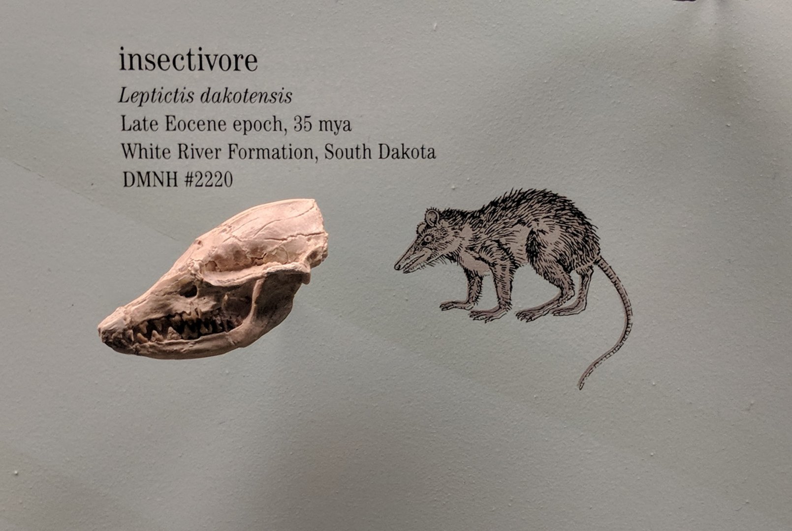 Leptictis dakotensis