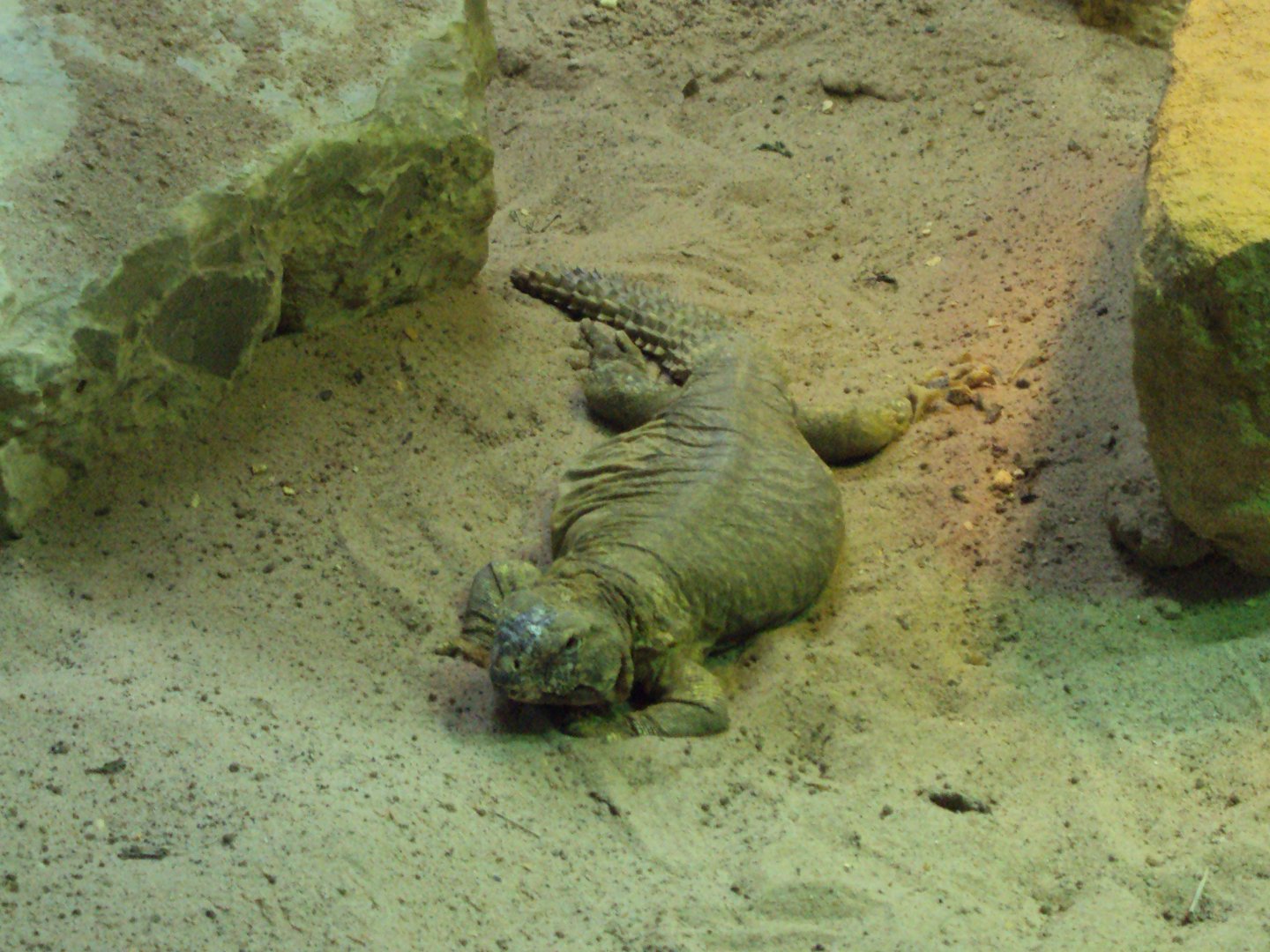 Leptien's Spiny-tailed Lizard 03/01/2020