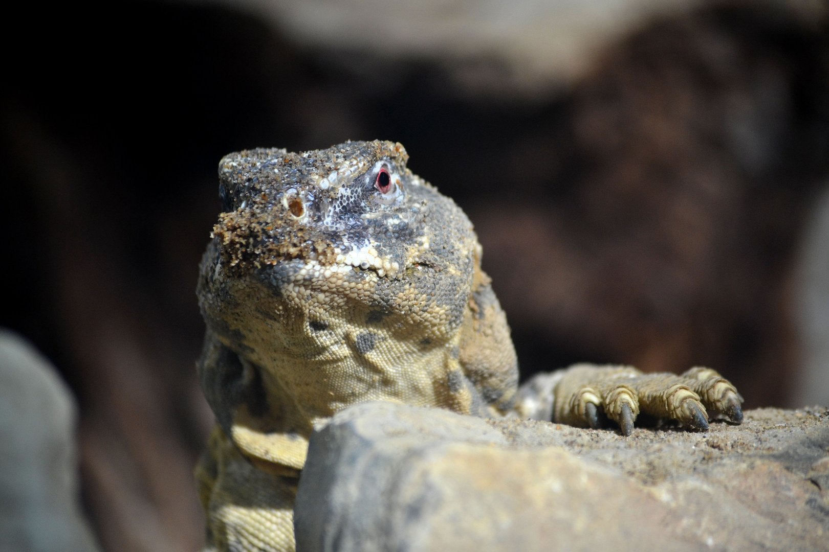 Leptien's Spiny Tailed Lizard - September 2016