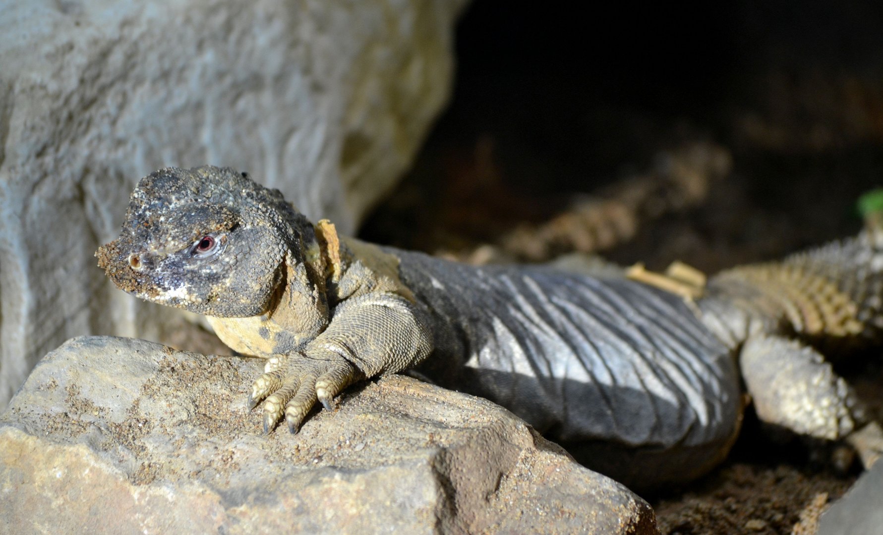 Leptien's Spiny Tailed Lizard - September 2016
