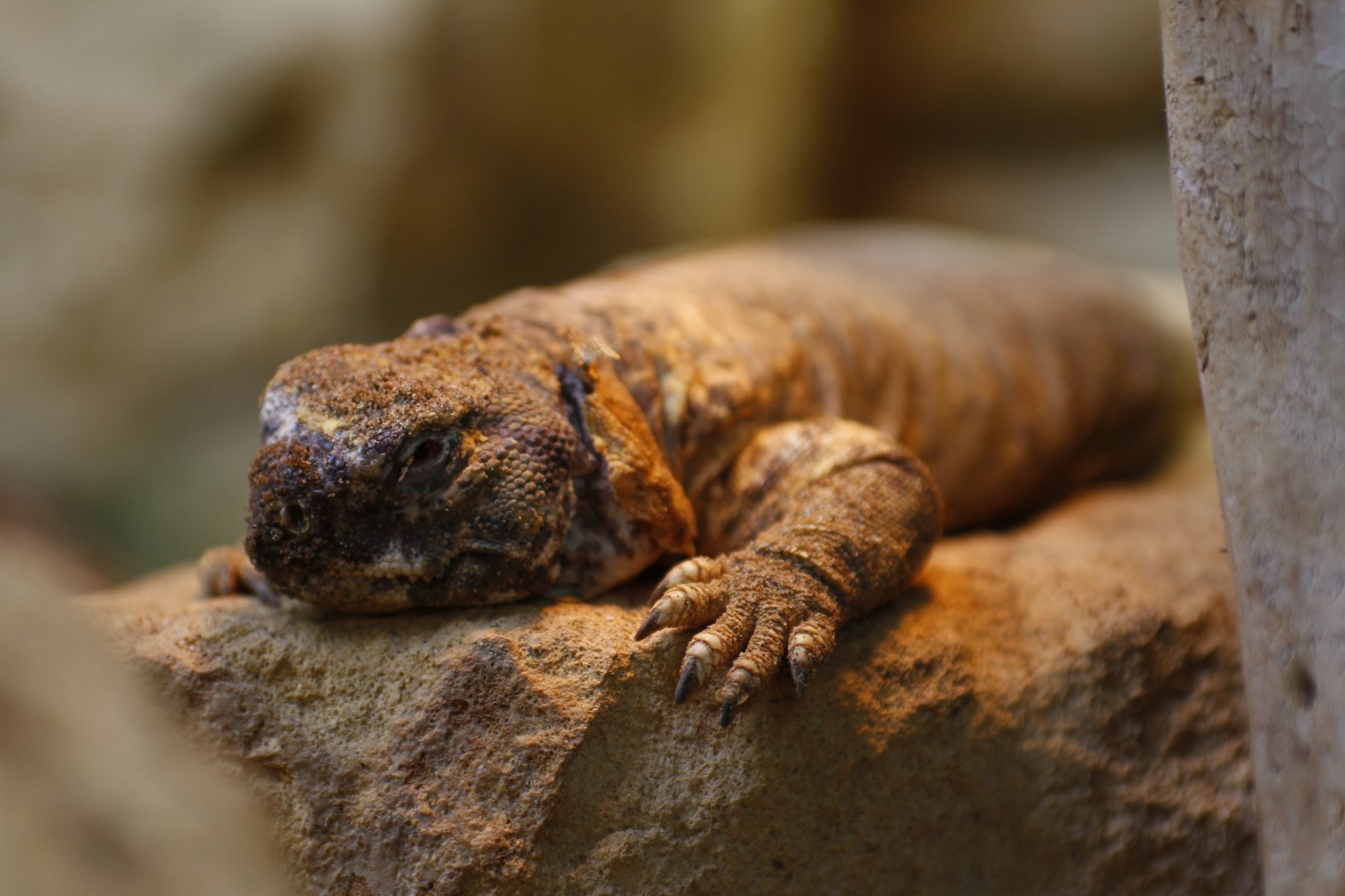 Leptiens spiny-tailed lizard (Uromastyx aegyptia leptieni)