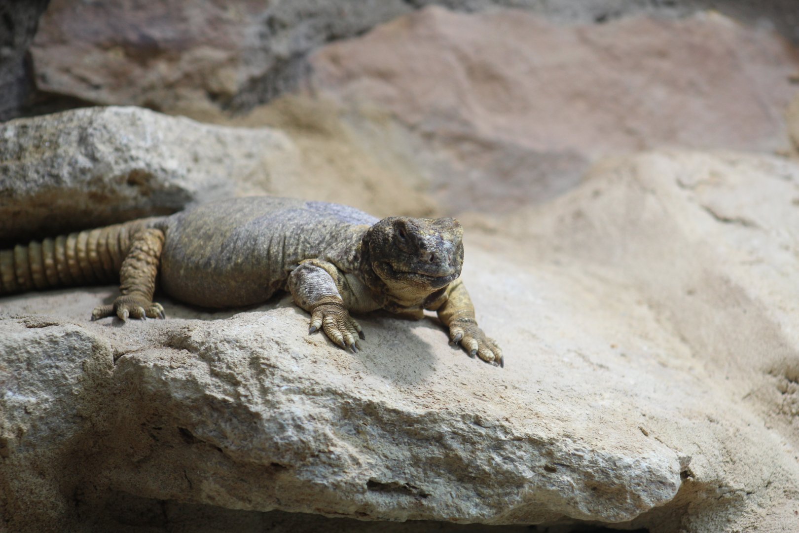 Leptien's Spiny-Tailed Lizard