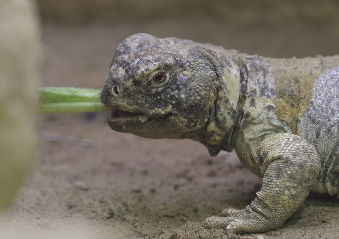 Leptien's spiny-tailed lizard