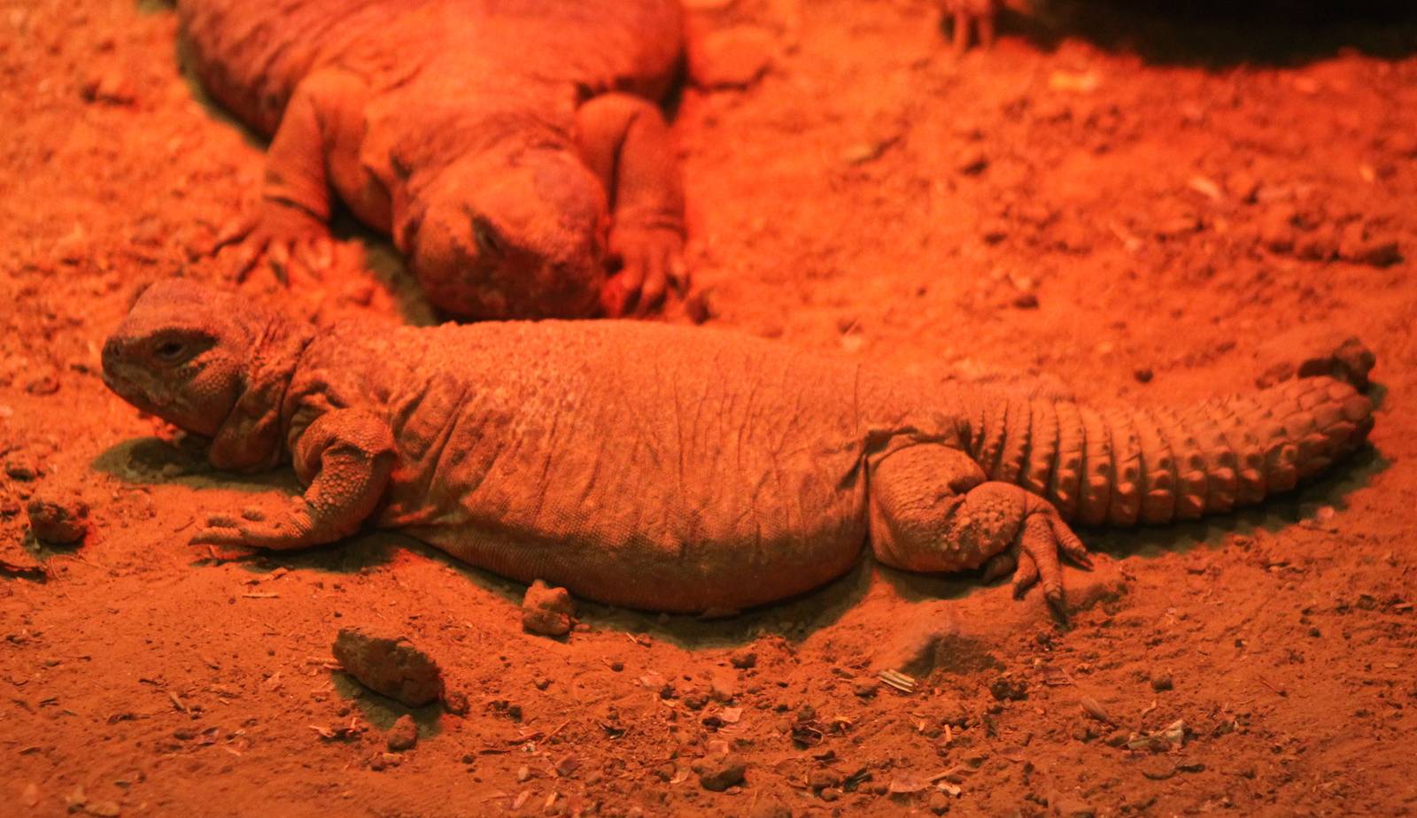 Leptien's spiny-tailed lizards