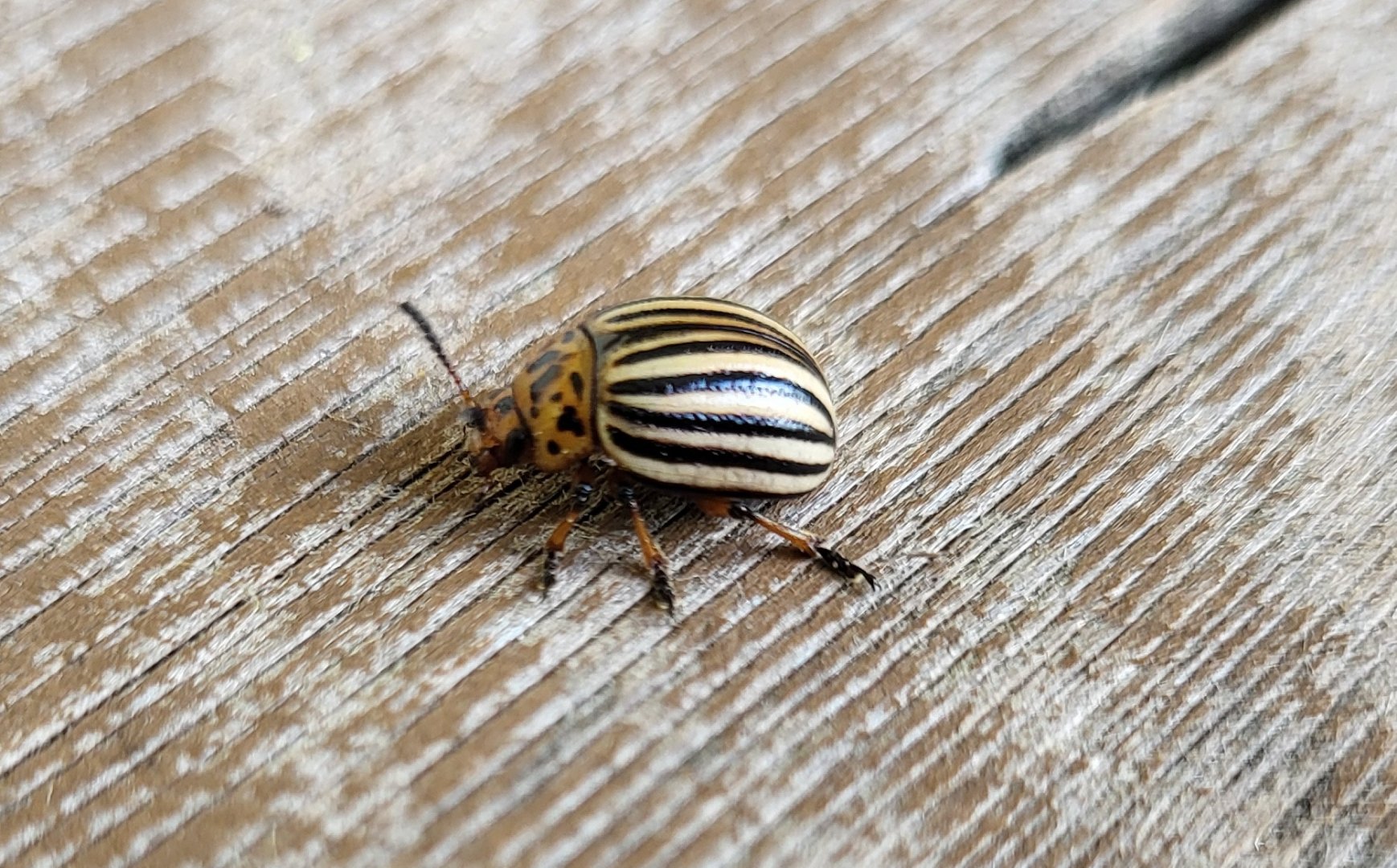 Leptinotarsa decemlineata - Colorado potato beetle