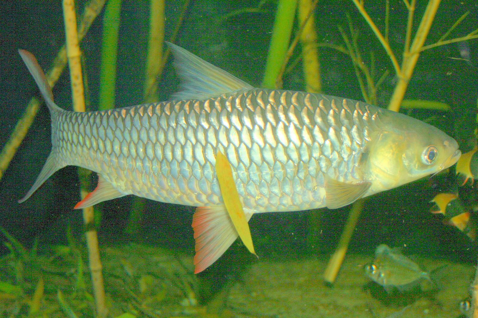 Leptobarbus; London Zoo; 12th January 2014