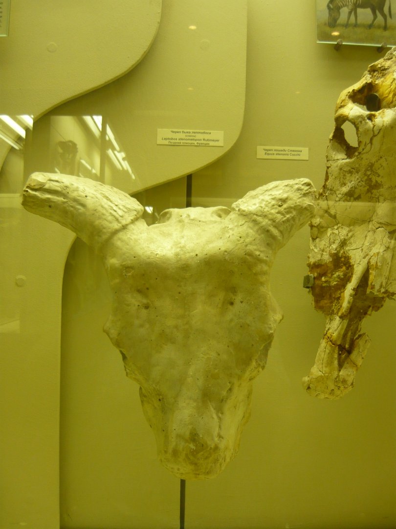 Leptobos stenometopon skull