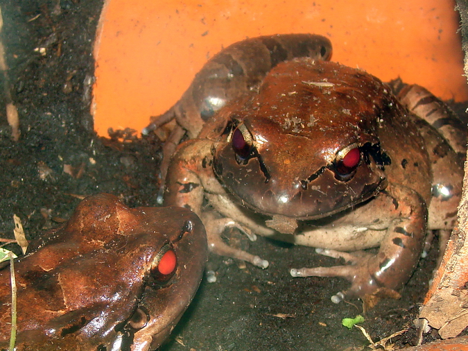 Leptodactylus fallax / Mountain chicken frog