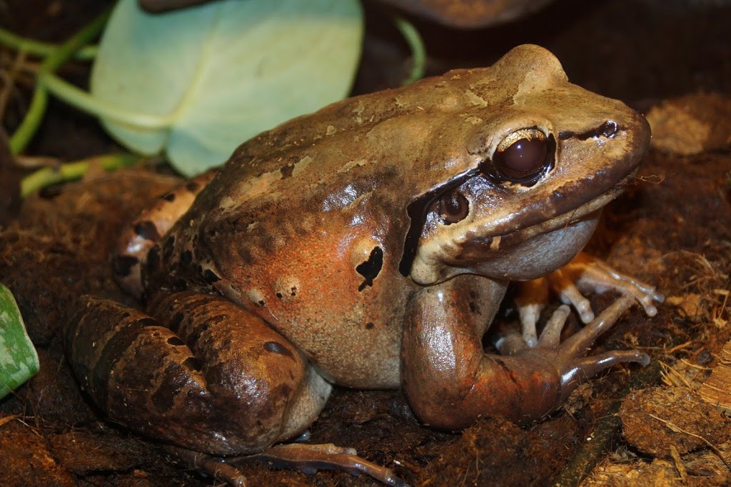Leptodactylus fallax