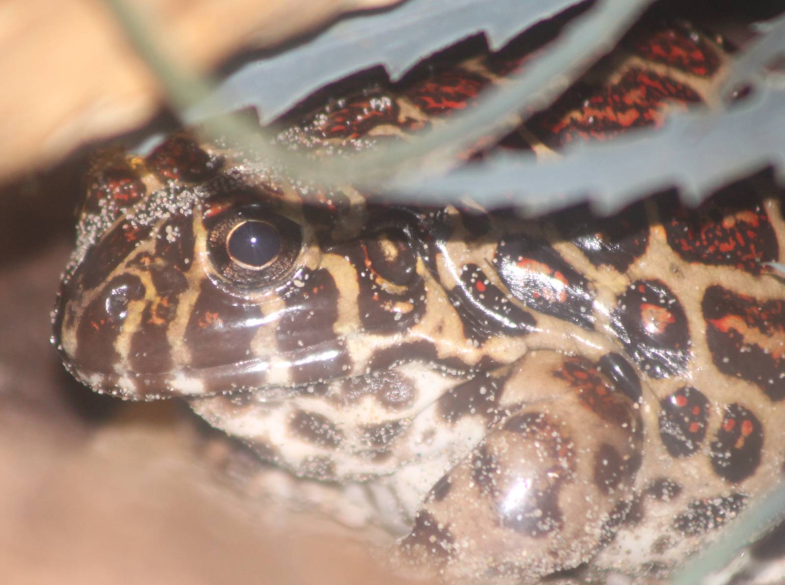 Leptodactylus laticeps