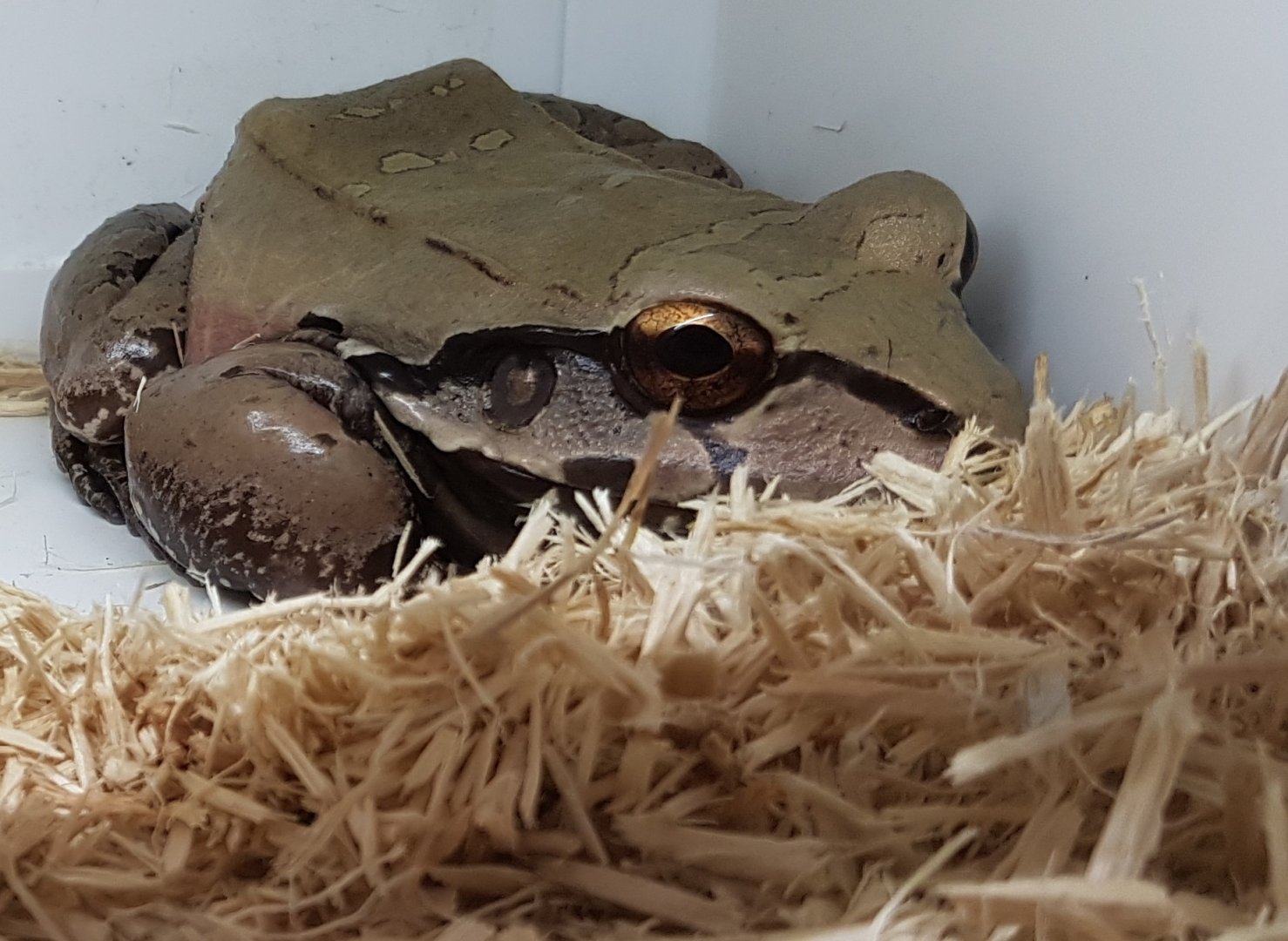 Leptodactylus pentadactylus