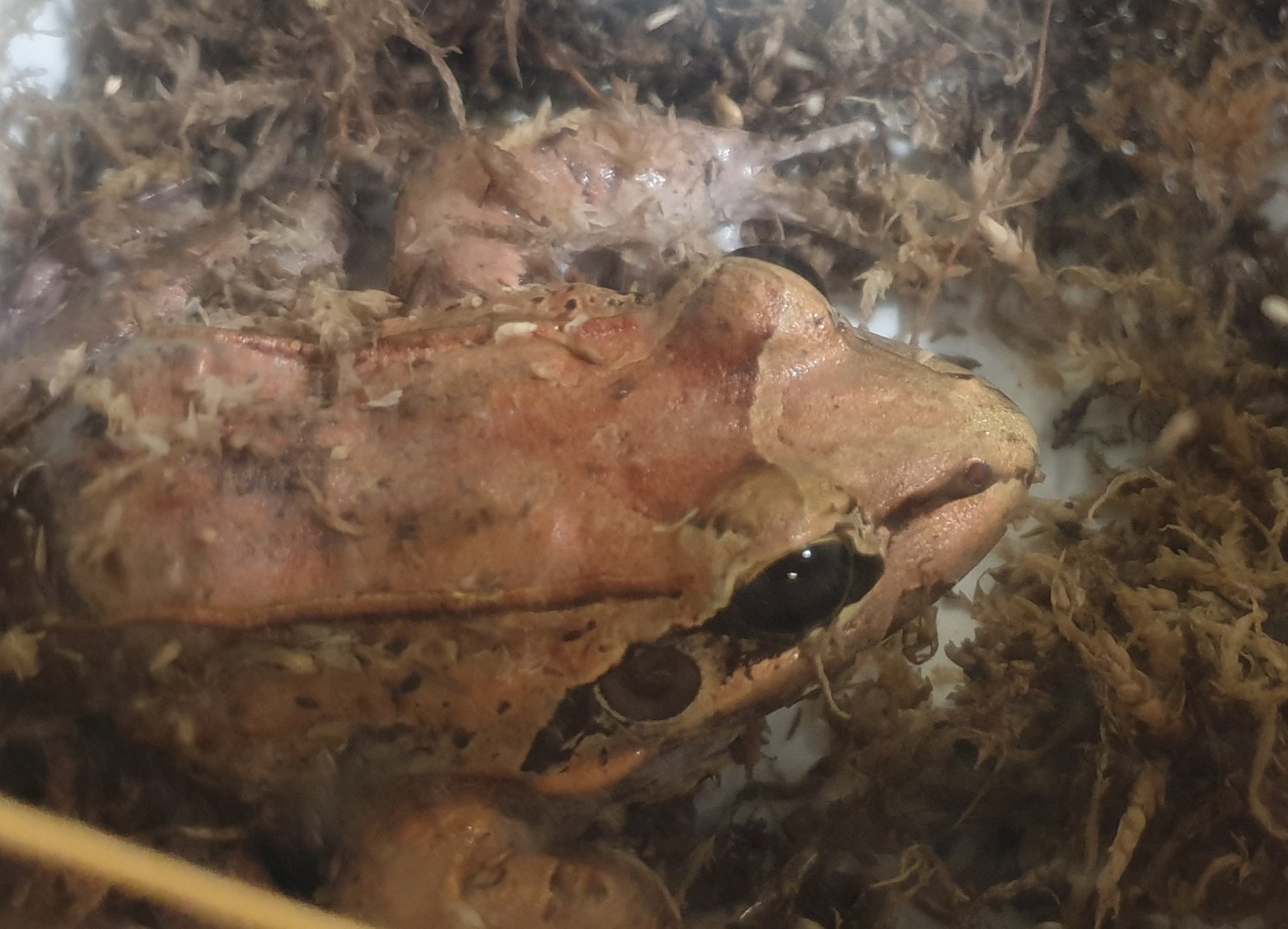 Leptodactylus pentadactylus