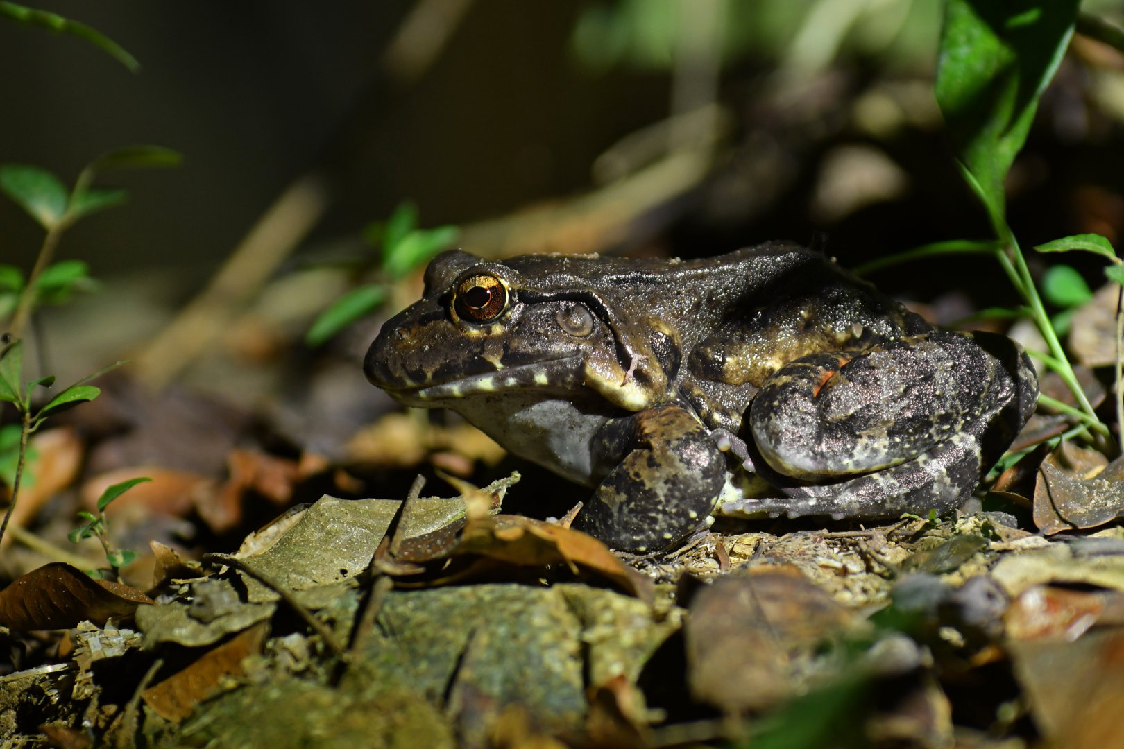 Leptodactylus sp.