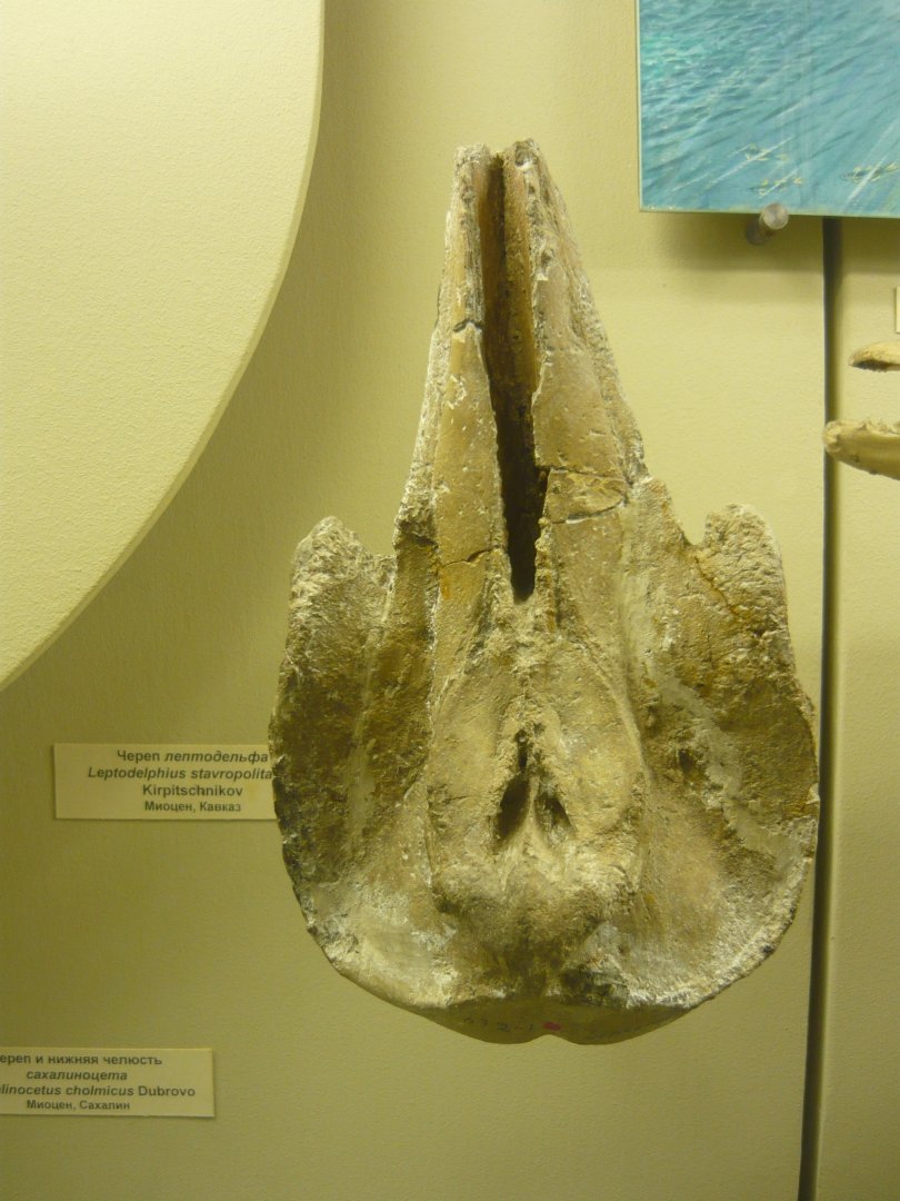 Leptodelphis stravropolitanus skull