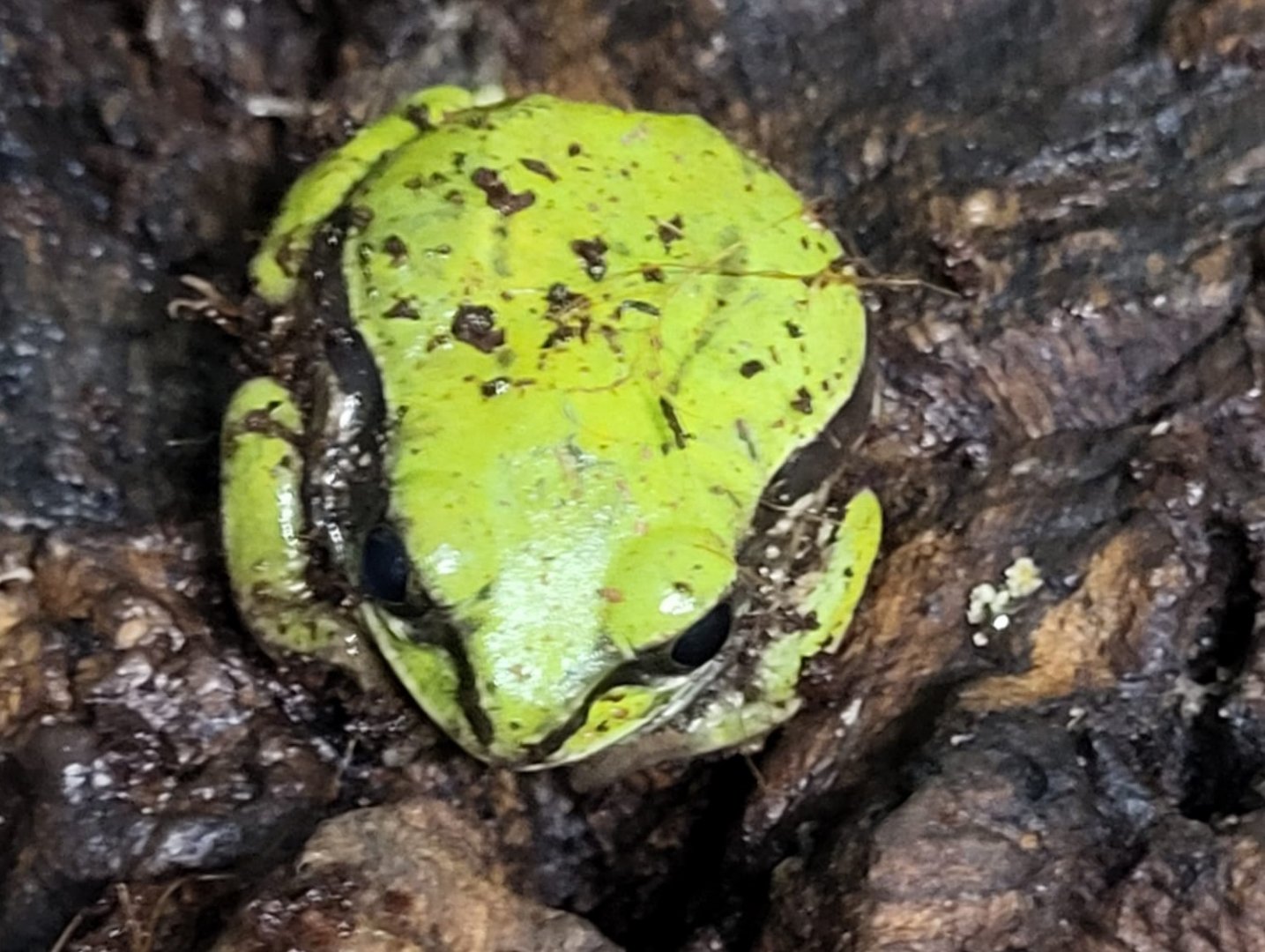 Leptopelis nordequatorialis - West Cameroon forest tree-frog