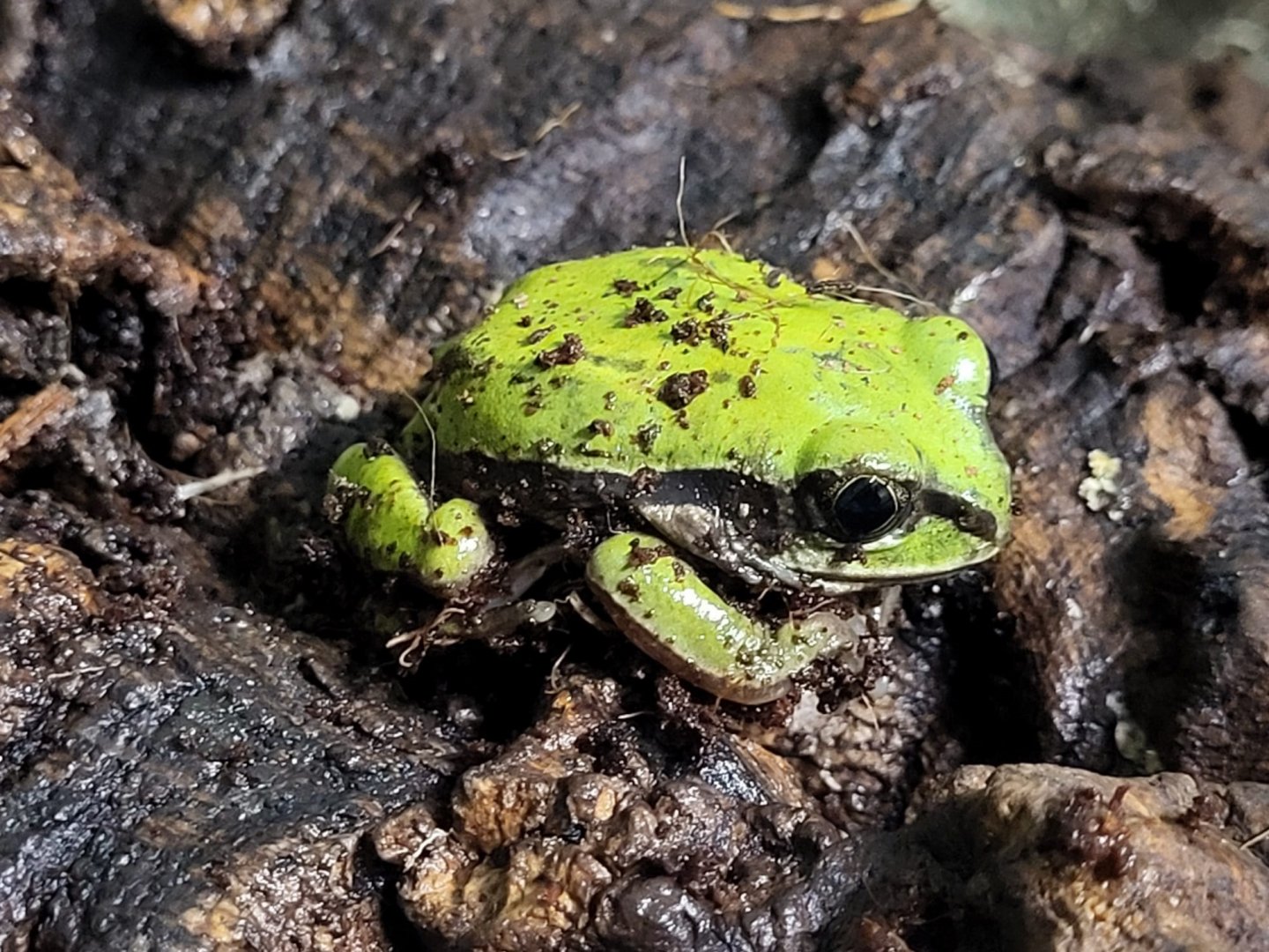 Leptopelis nordequatorialis - West Cameroon forest tree-frog