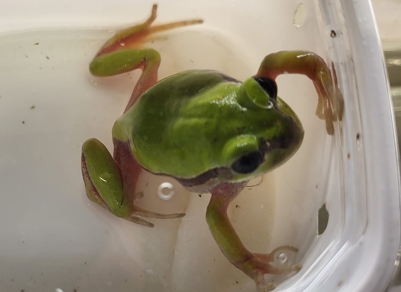 Leptopelis nordequatorialis