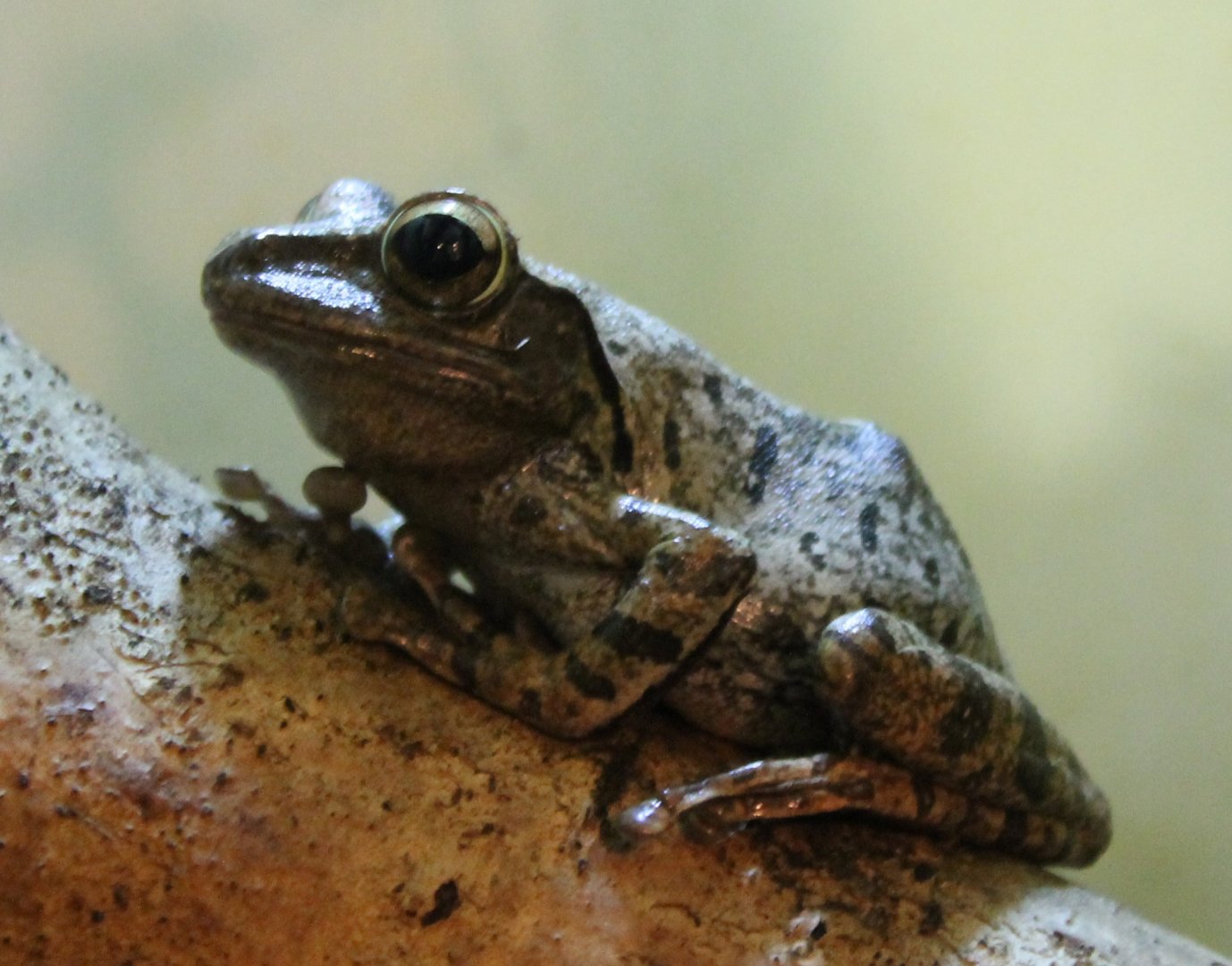 Leptopelis species