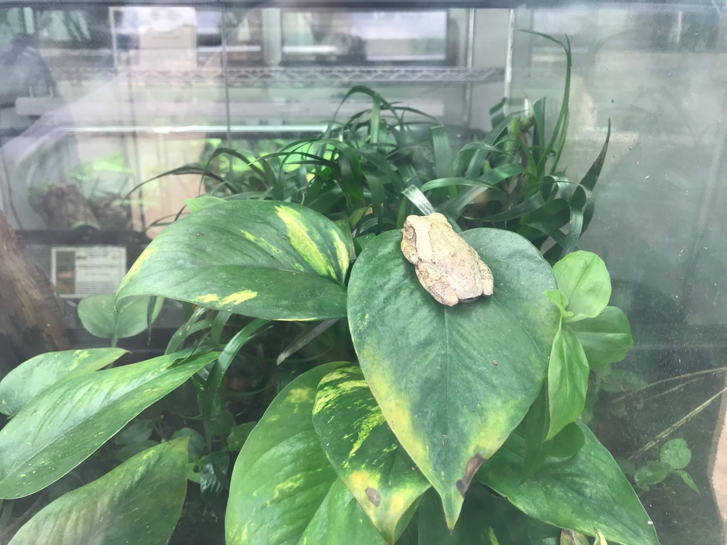 Leptopelis vermiculatus 250318