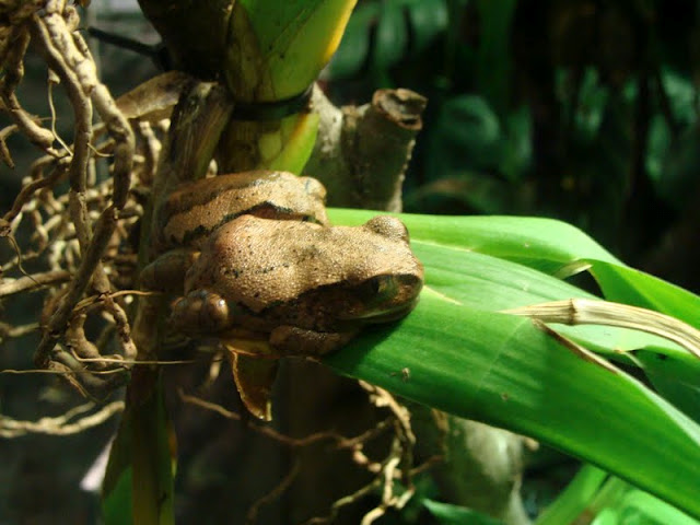 Leptopelis vermiculatus