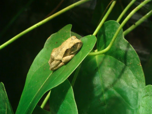 Leptopelis vermiculatus