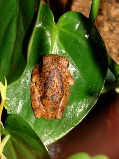 Leptopelis vermiculatus