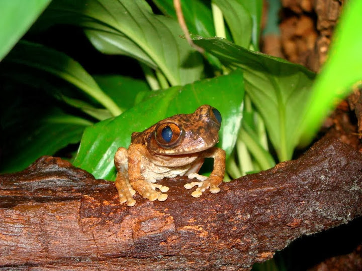 Leptopelis vermiculatus