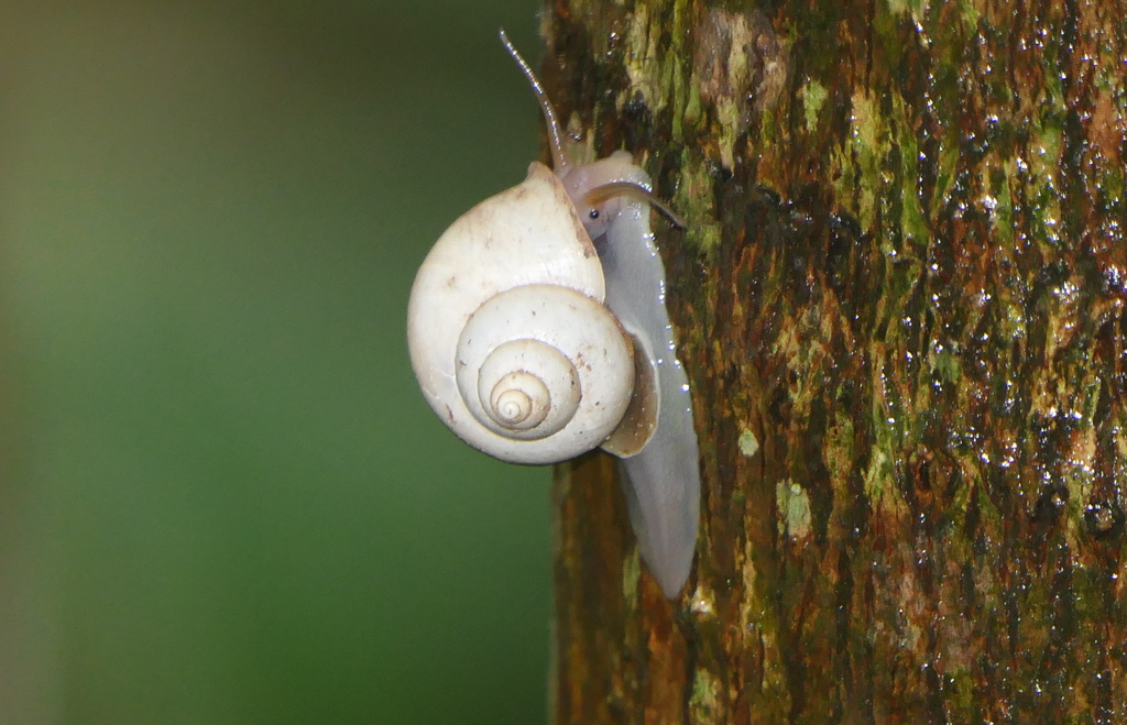 Leptopoma perlucidum