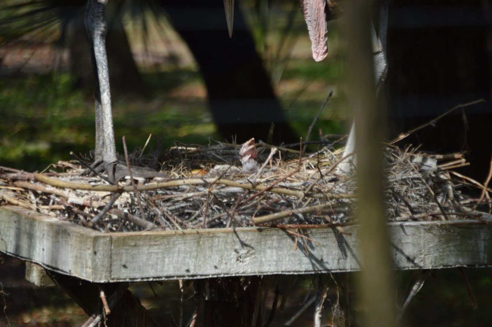Leptoptilos crumenifer hatchlings