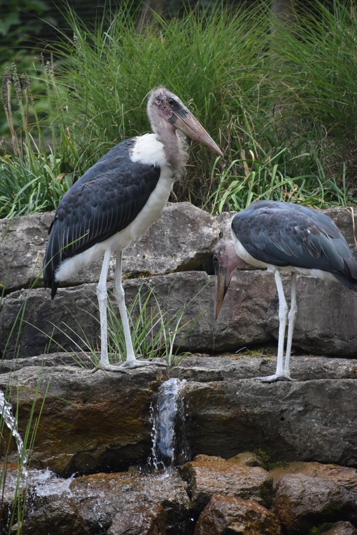 Leptoptilos crumenifer - Marabou Stork