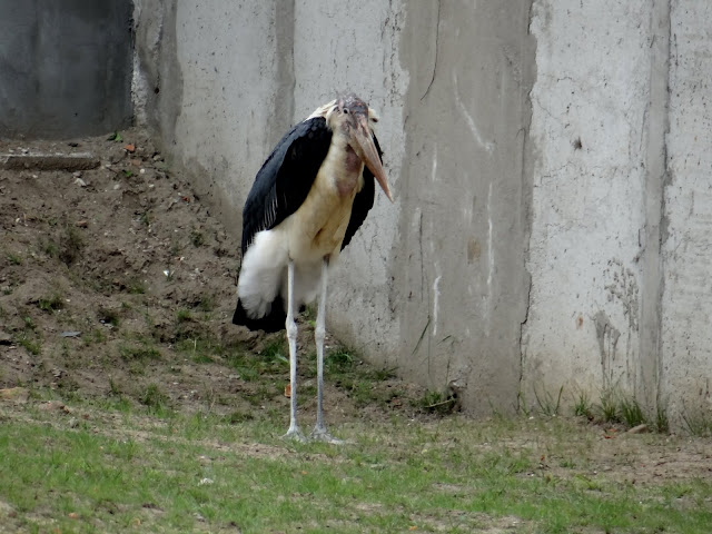 Leptoptilos crumeniferus