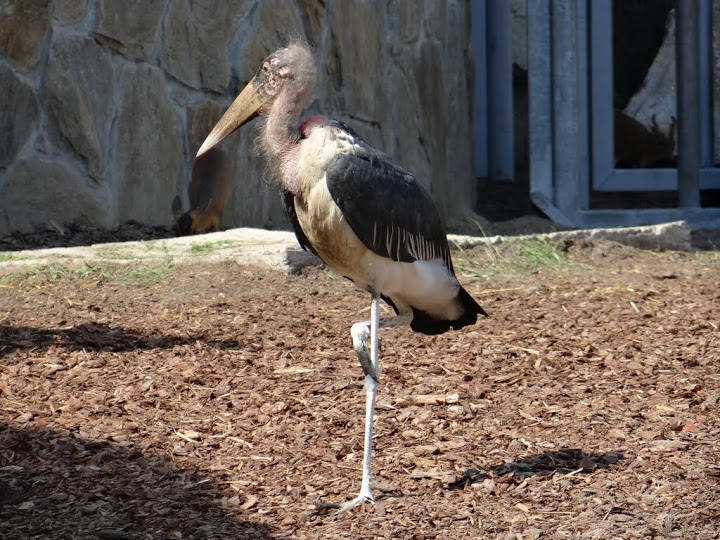 Leptoptilos crumeniferus