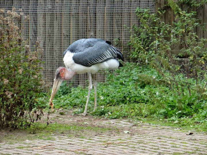 Leptoptilos crumeniferus