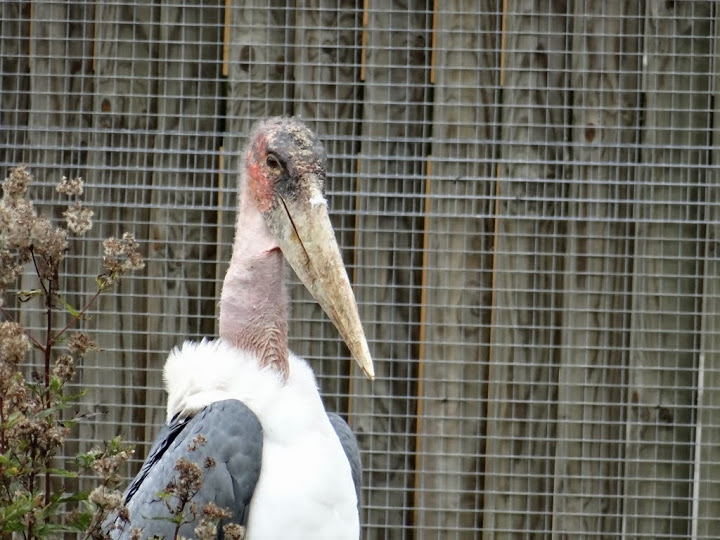 Leptoptilos crumeniferus