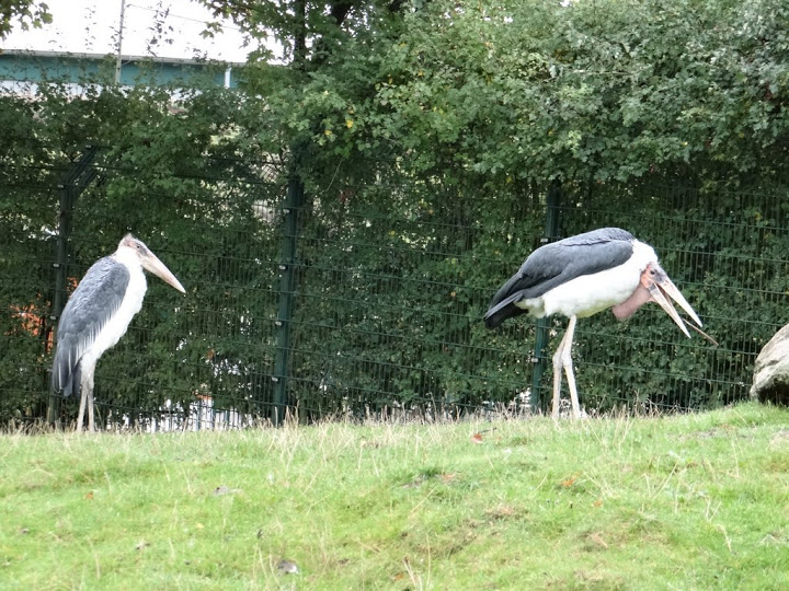 Leptoptilus crumeniferus