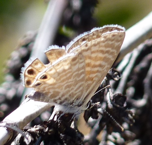 Leptotes marina