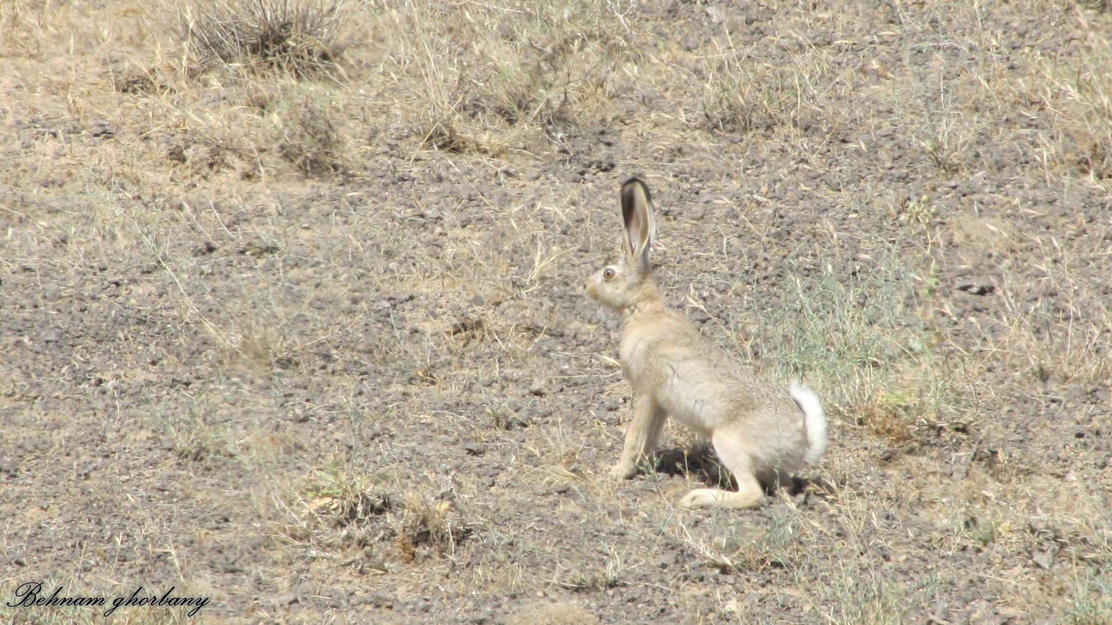 lepus europaeus