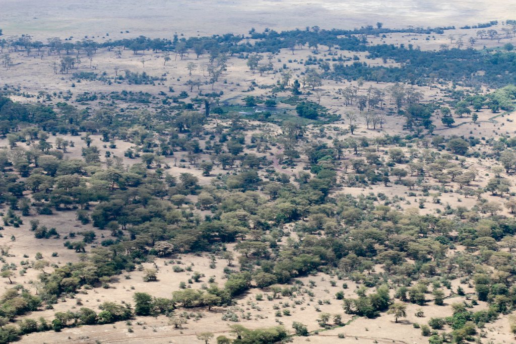 Lerai Forest from above