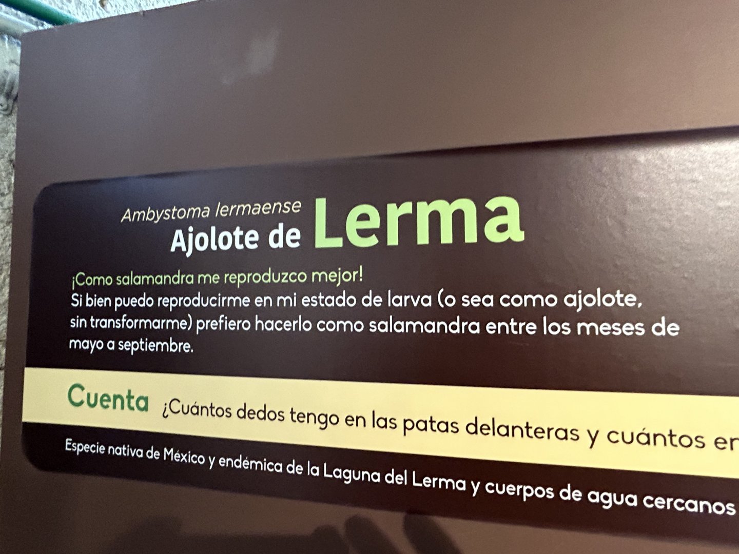 Lerma axolotl sign