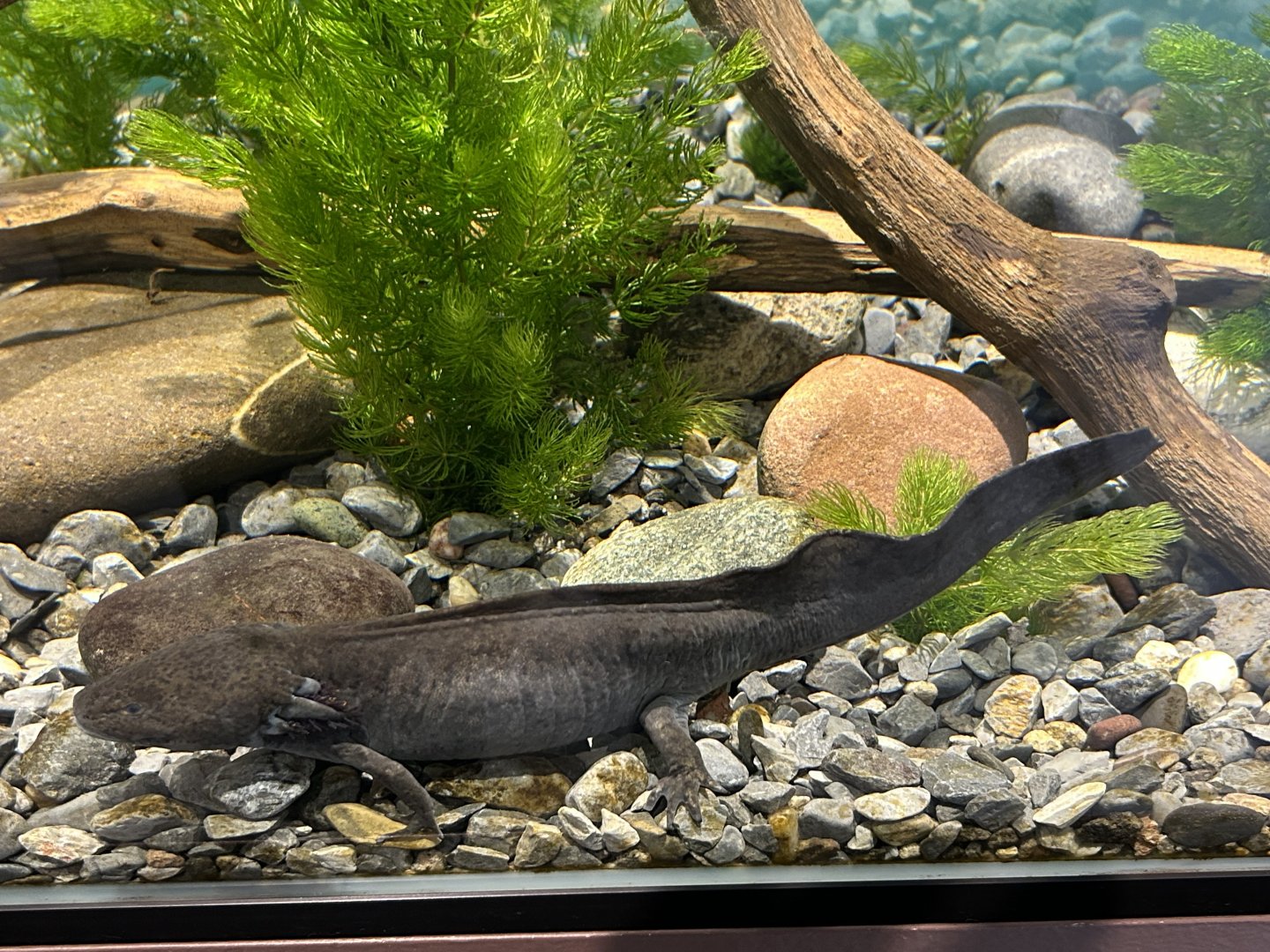 Lerma axolotl