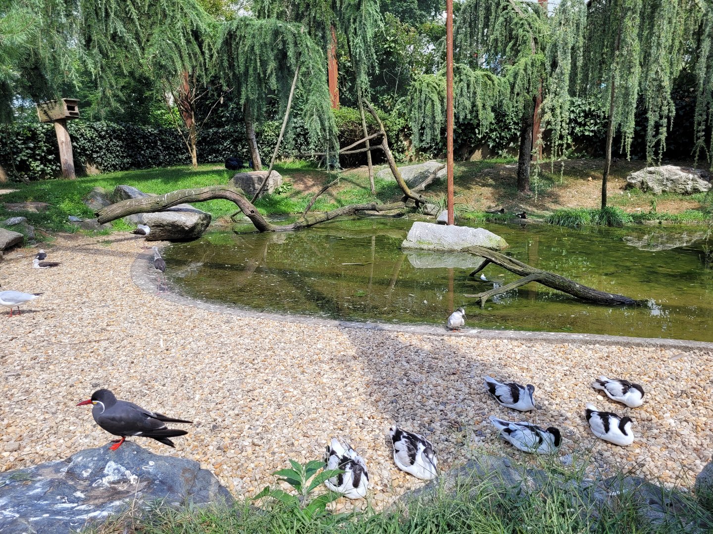 "Les Ailes de la Nature" aviary -Parc Animalier des Pyrénées (2023)