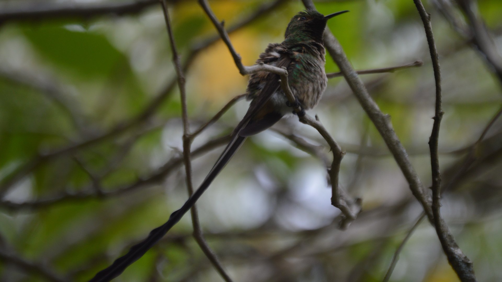 Lesbia victoriae (Jardín Botánico de Quito)