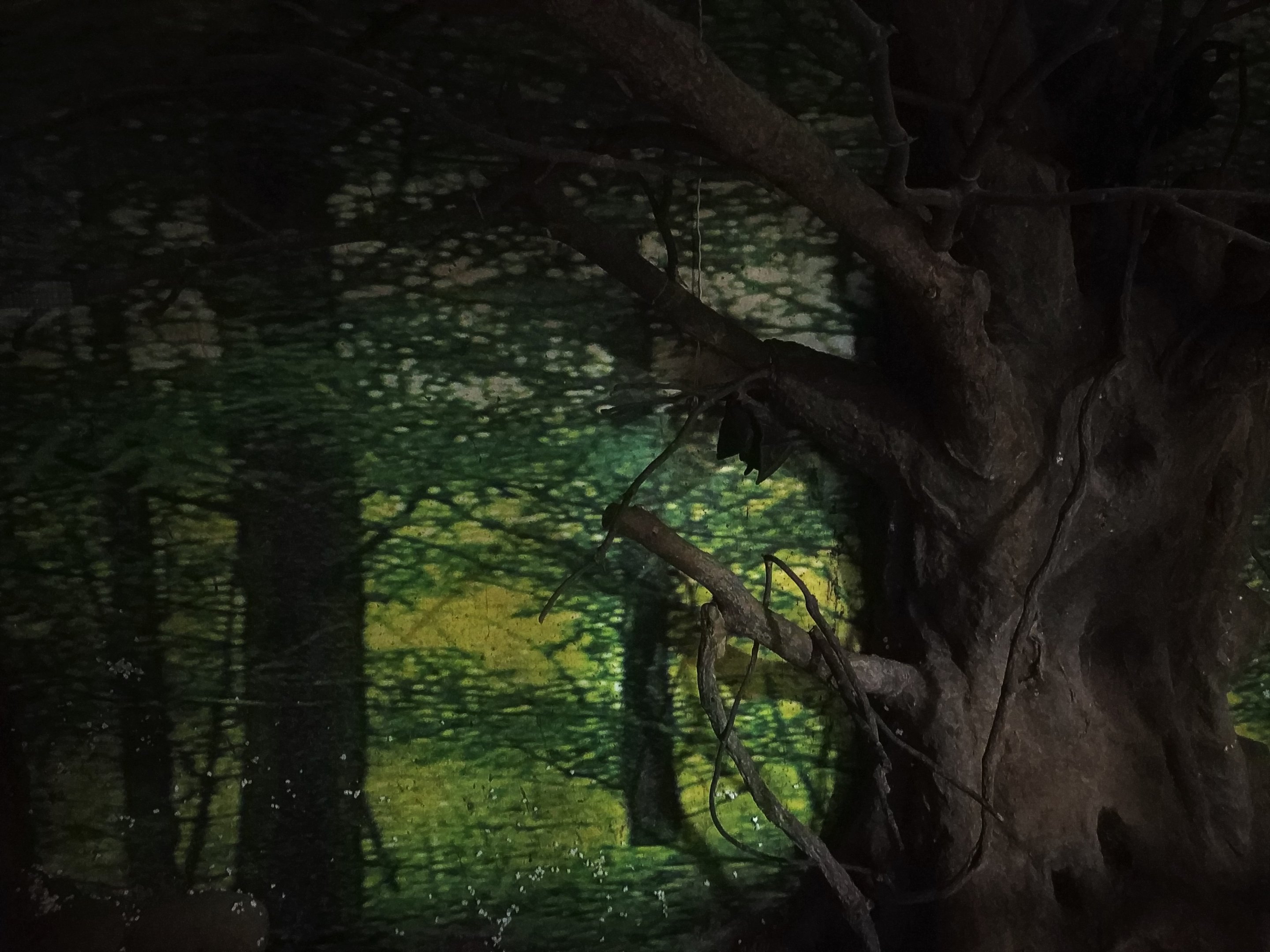 Leschenault's Rousette Exhibit