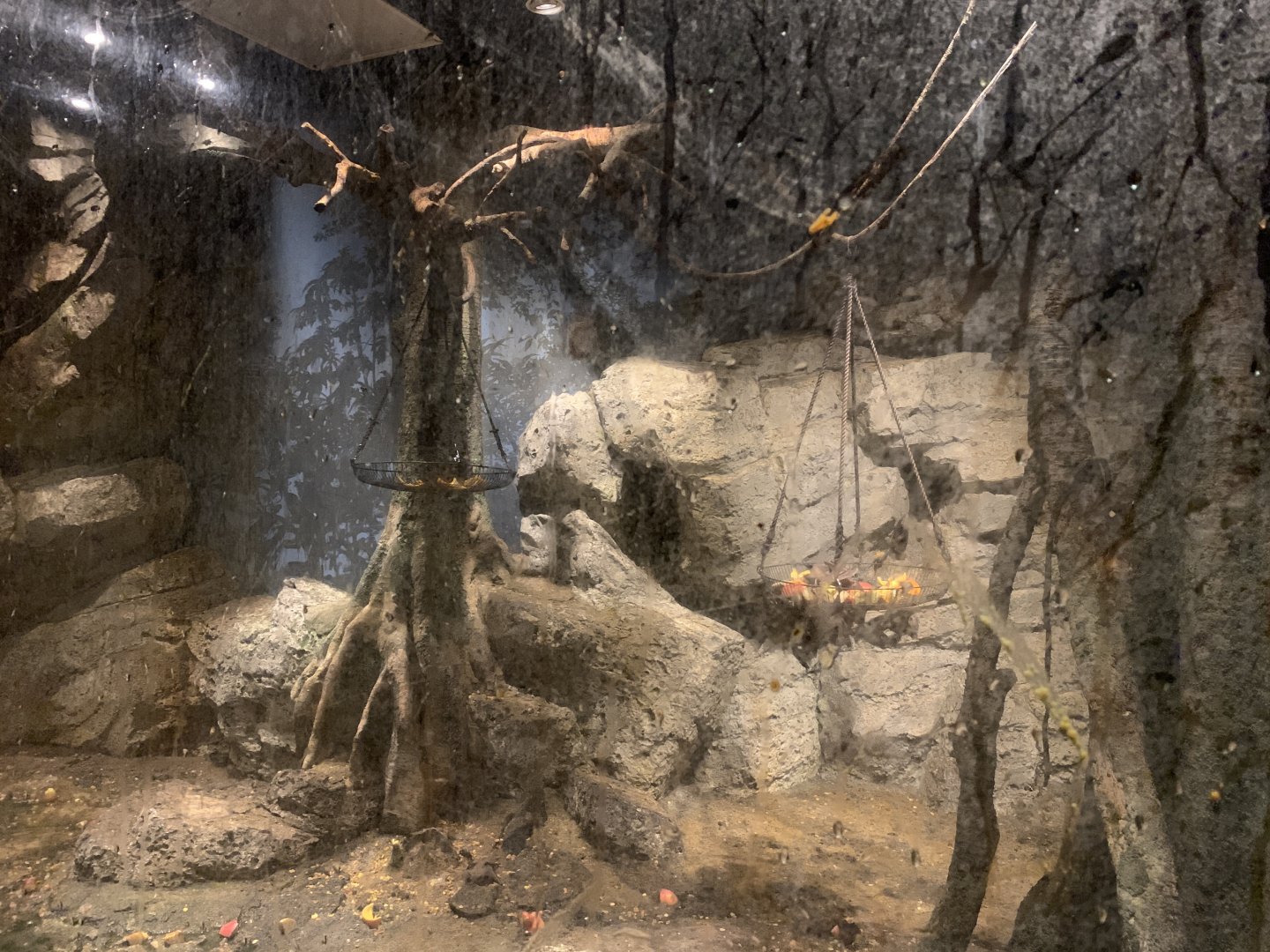 Leschenault’s Rousette Exhibit