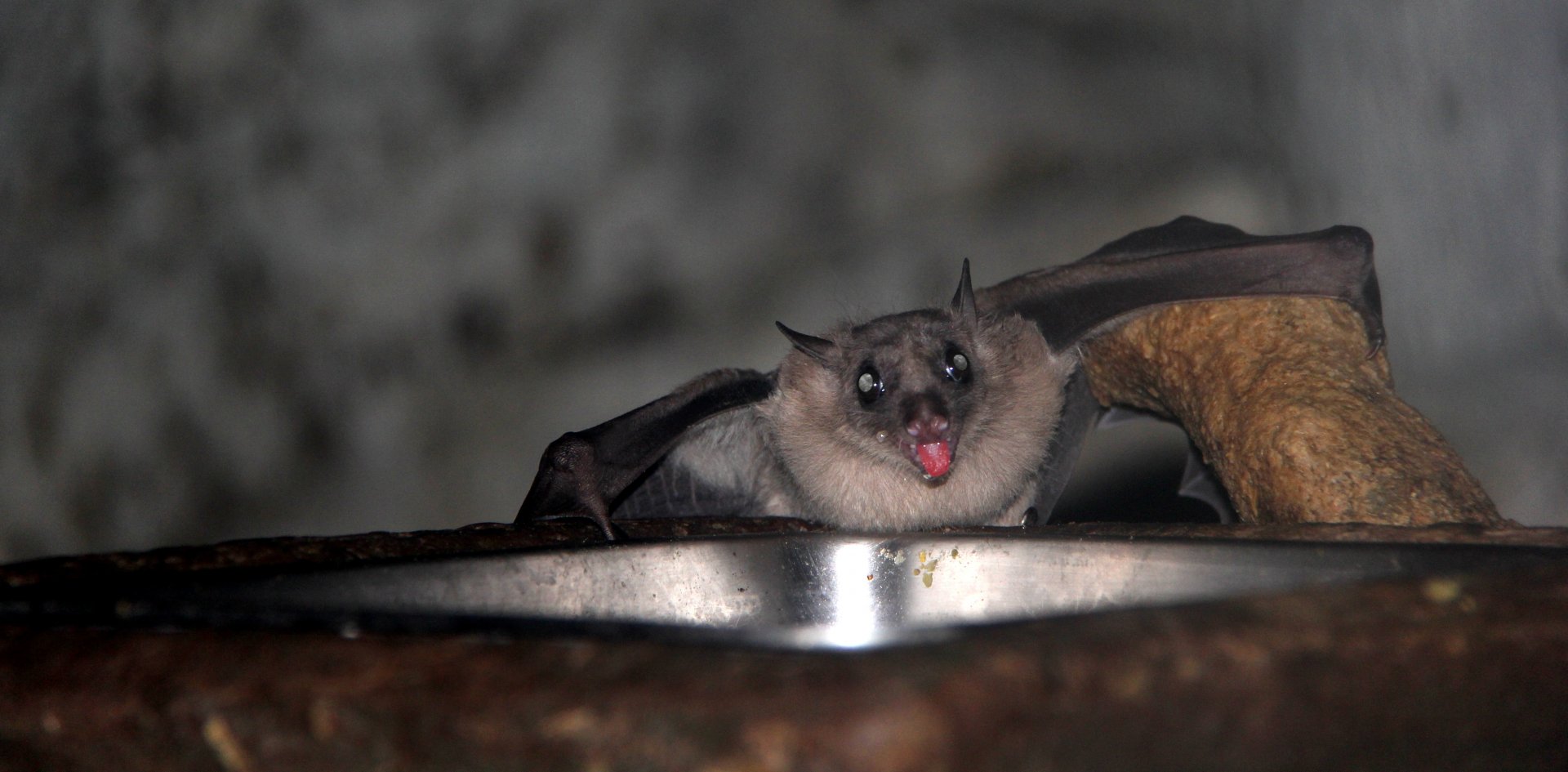 Leschenault's rousette (Rousettus leschenaultii)